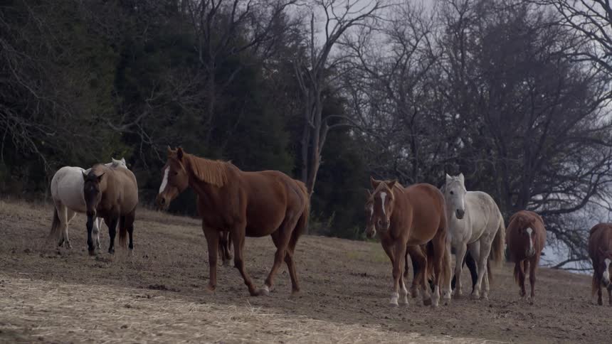A number of horses walk along a grass field together