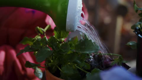 A person uses a plastic watering can to water small potted plants