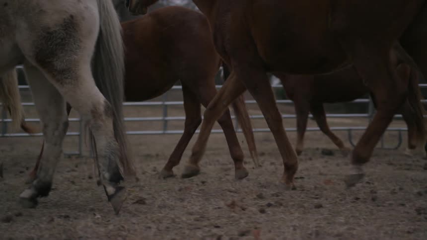 Horses herd along the dirt behind a fence