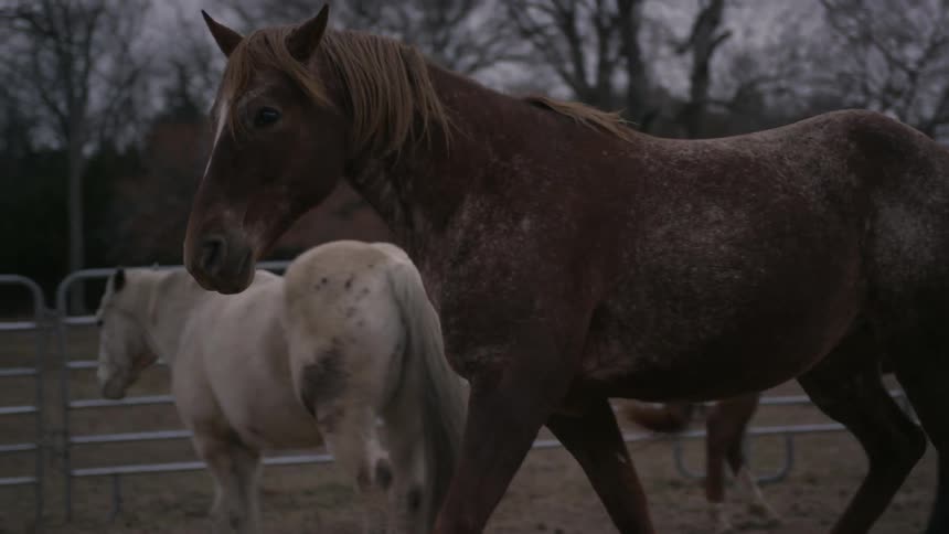 Horses walk around on a cloudy day