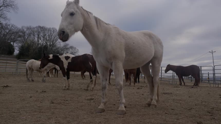 Horses stand together behind a fence