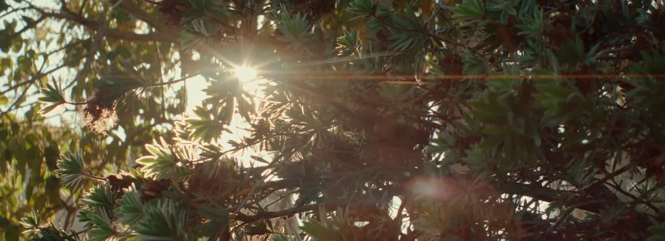 The sun glares through the tree branch in the mediterranean, anamorphic flare