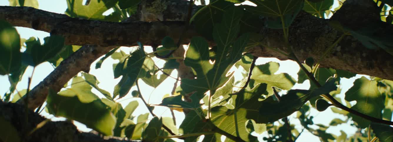 The sun glares through the tree in the Mediterranean, anamorphic flare