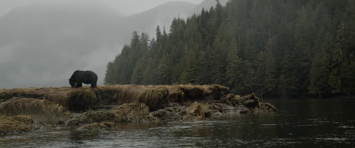 A bear is eating grass along the side of a river with a forest across the water and mountains in the distance in a foggy sky