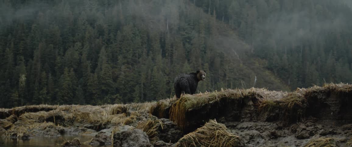 A bear standing on the ridge of a muddy riverbank chewing and watching a boat pass