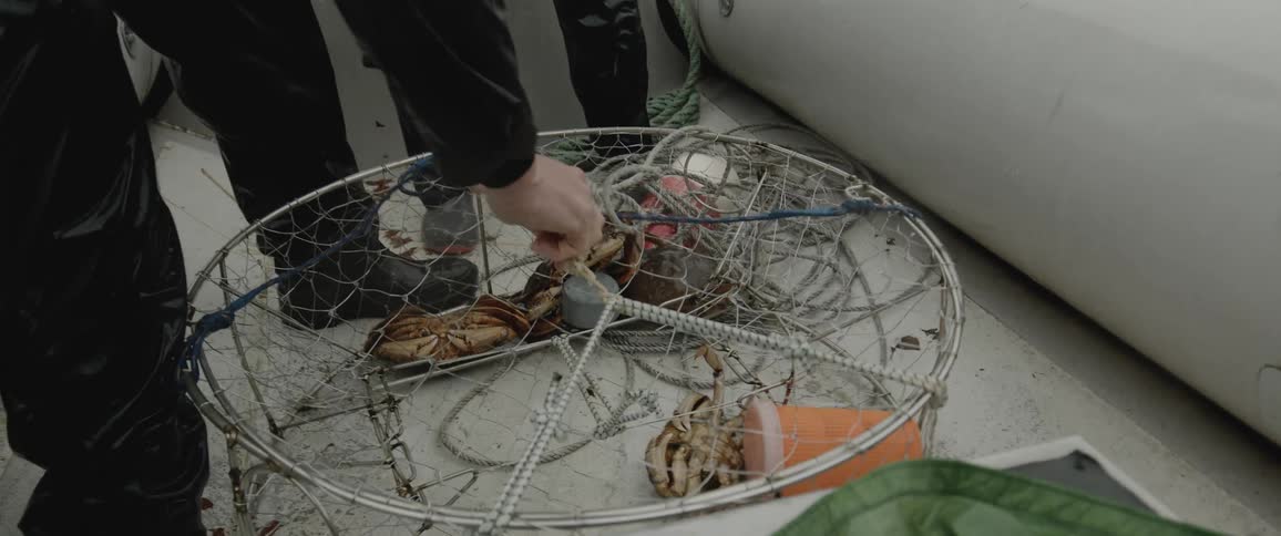 A pair of crabbers on a boat retrieve a crab pot from the sea and open it to access the crabs trapped within