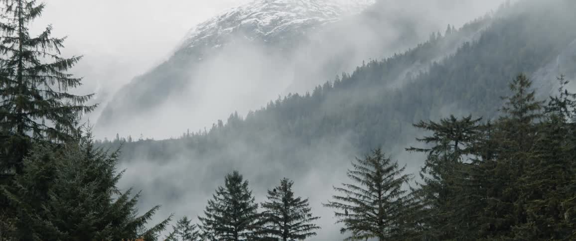 Aerial view of fog covering the forest is displayed