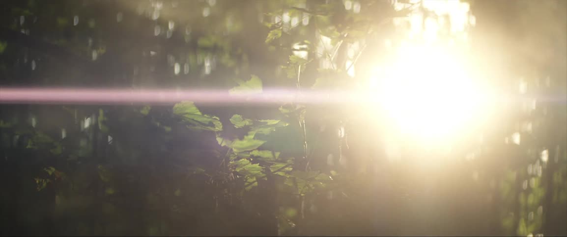 The sun shining and glaring on green leaves and trees