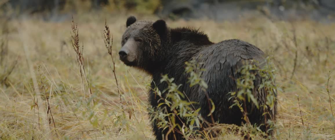 A bear looks over its shoulder while standing in a field during the day