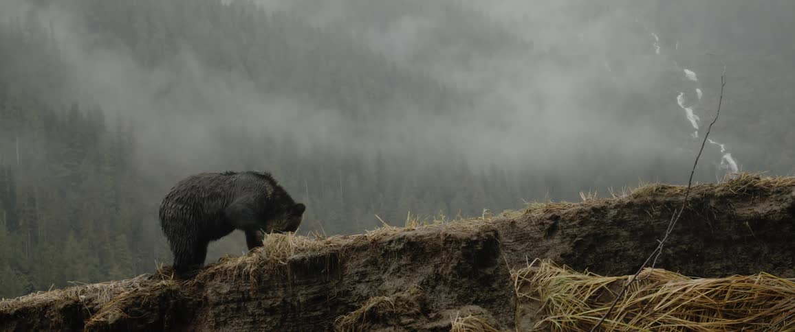 A grizzly bear digging on a muddy ridge with mountain forest and fog behind him