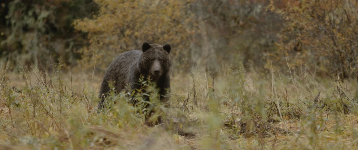 A brown bear grazes and eats weeds near the woods