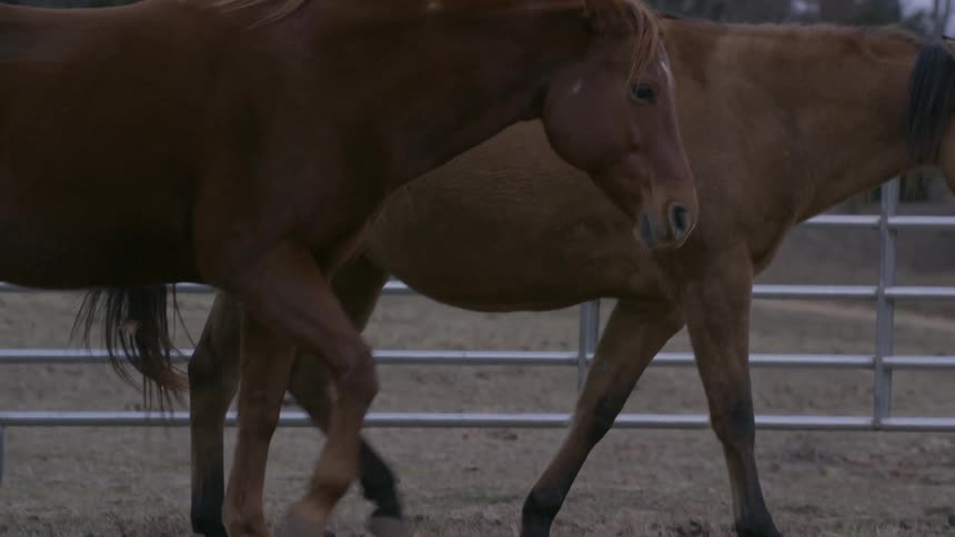 Horses walk in an outdoor enclosure