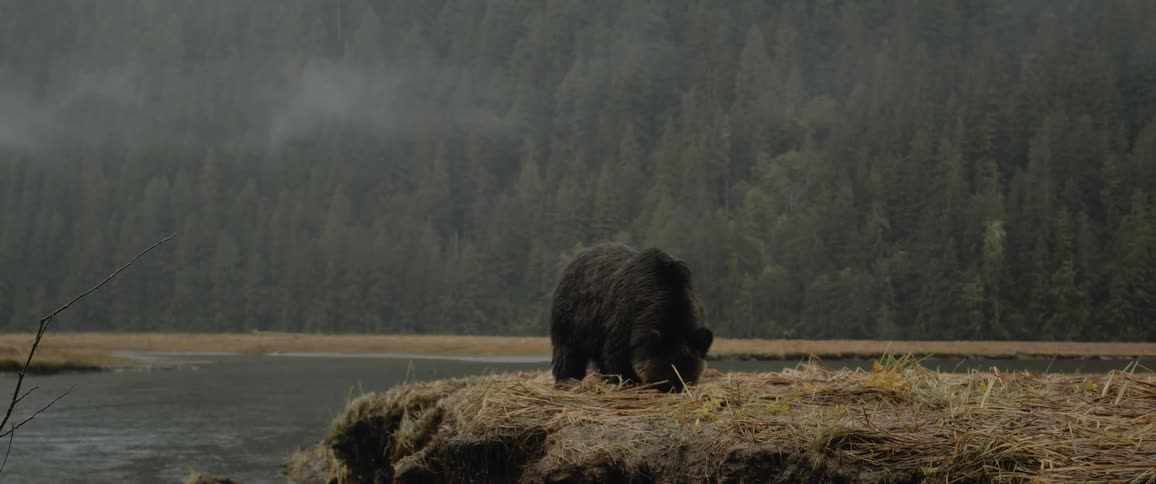 Foraging bear turns to watch bird flying over nearby stream with conifer forest in the background on misty day