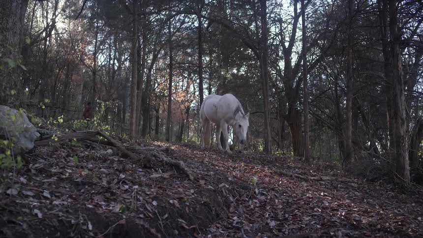 A white horse climbs downhill
