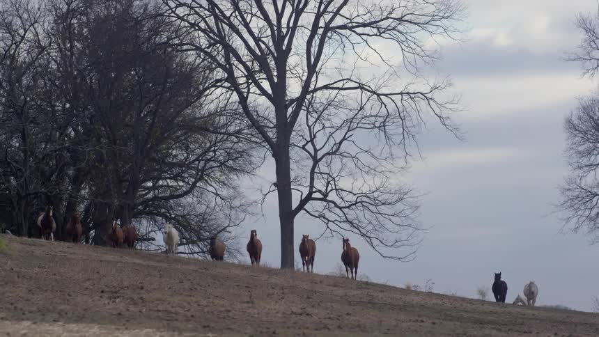 A row of horses walk along a hill ahead