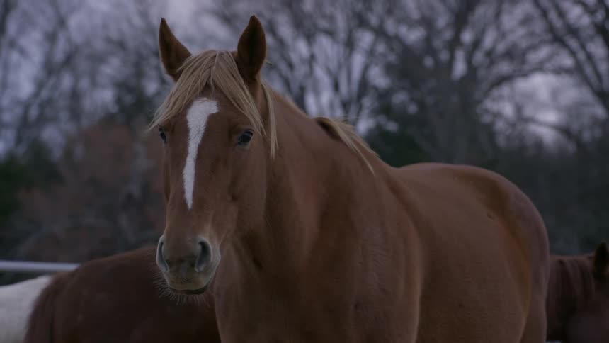 Horses stand in a corral on a cold day