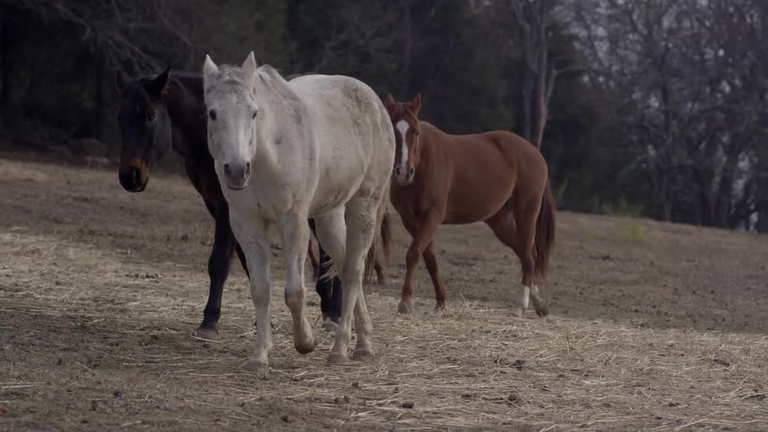 Horses walk and trot in an open field during the day