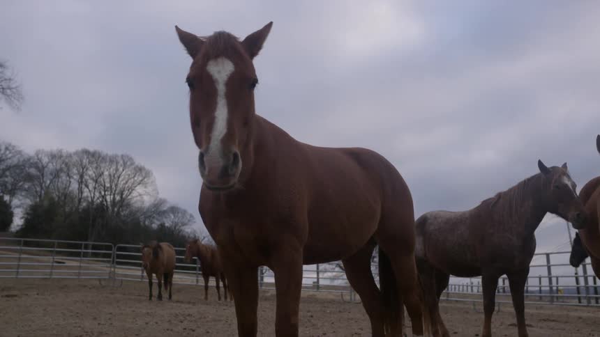 Horses stand outside in a pen and one is looking at the camera