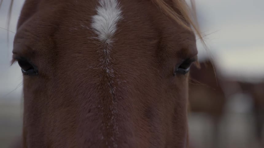 A horse blinking