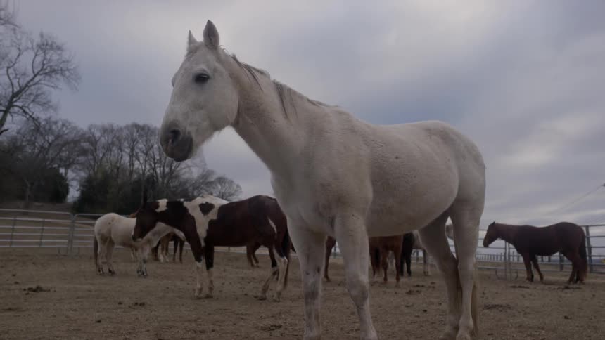 A white horse stands still in a fenced area with other horses during the day