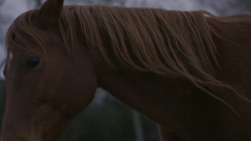 A horse walks around in an enclosure