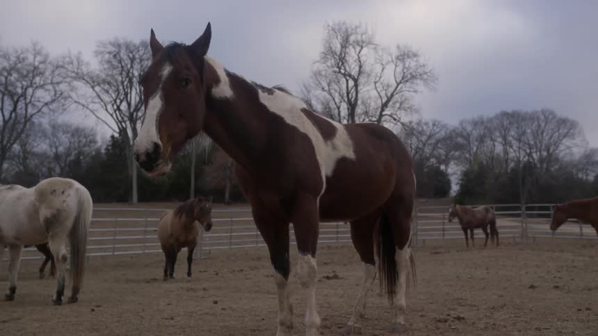 Several horses standing in a corralled area