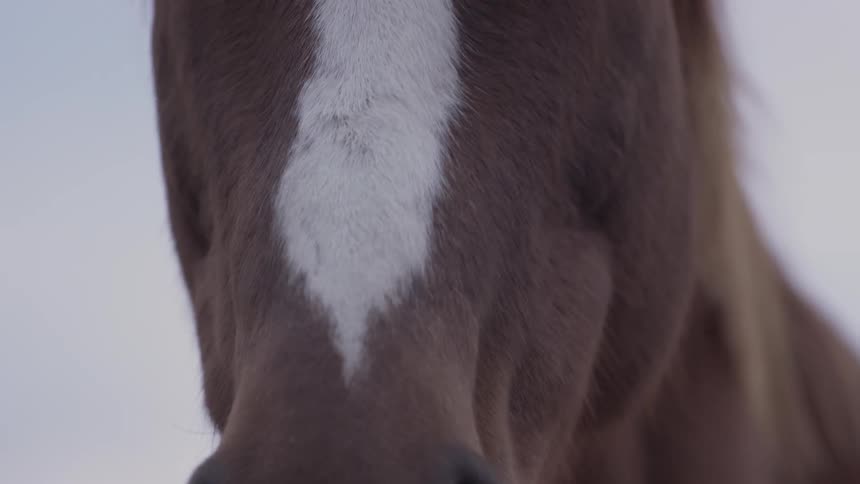A horse's head is shown in close up