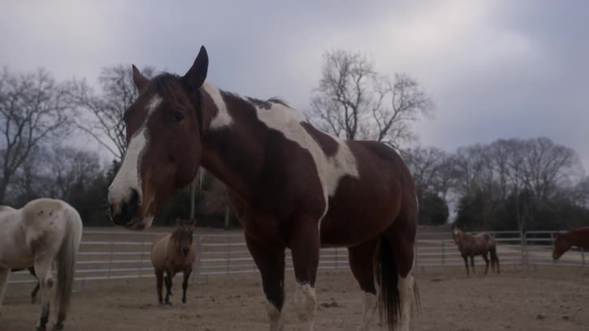 Horses standing in a fenced in area on a cloudy day