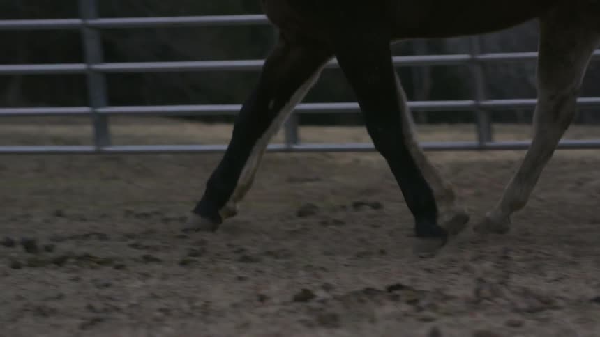 Horses walk around together behind a fence