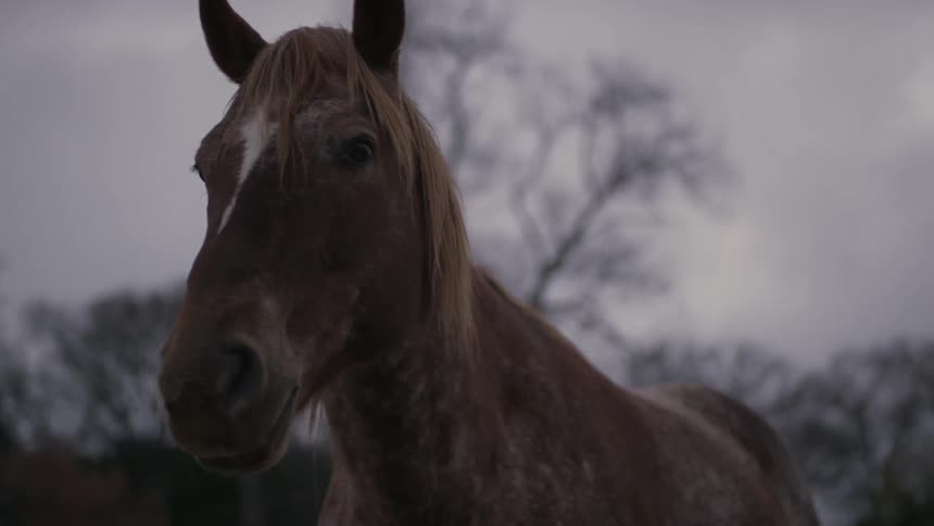 A horse is staring and looking around in a field
