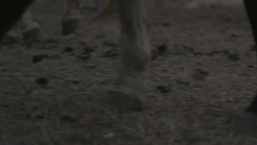 Horses walk together near a fence