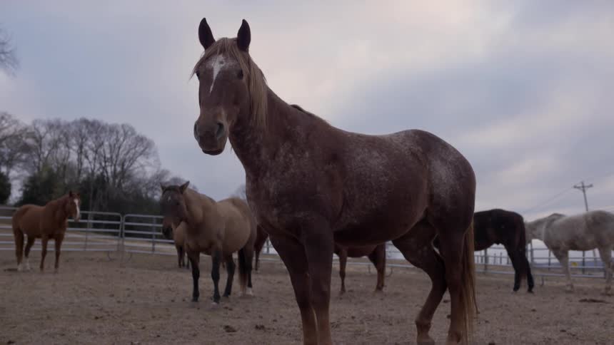 Horses in a fenced area on a cloudy day