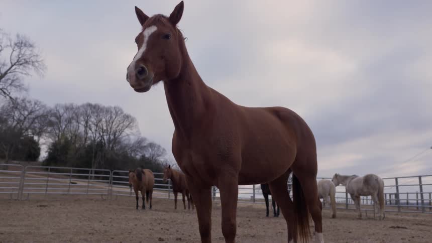 Horses standing in a corral on a cloudy day