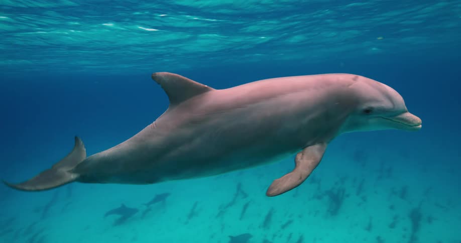 Dolphin swims along near surface as other sea life swims closer to seafloor