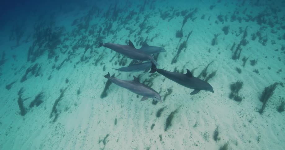 Underwater footage of a pod of dolphins slowly swimming over the ocean floor