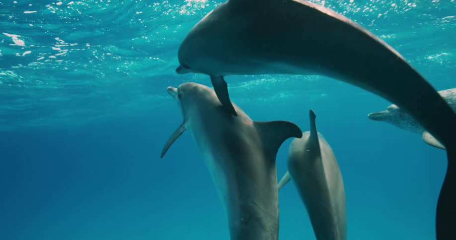 Dolphins swimming under water