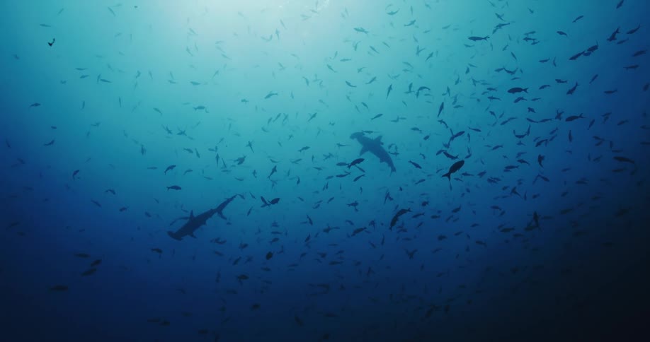 Fish swim among whales and dolphins underwater