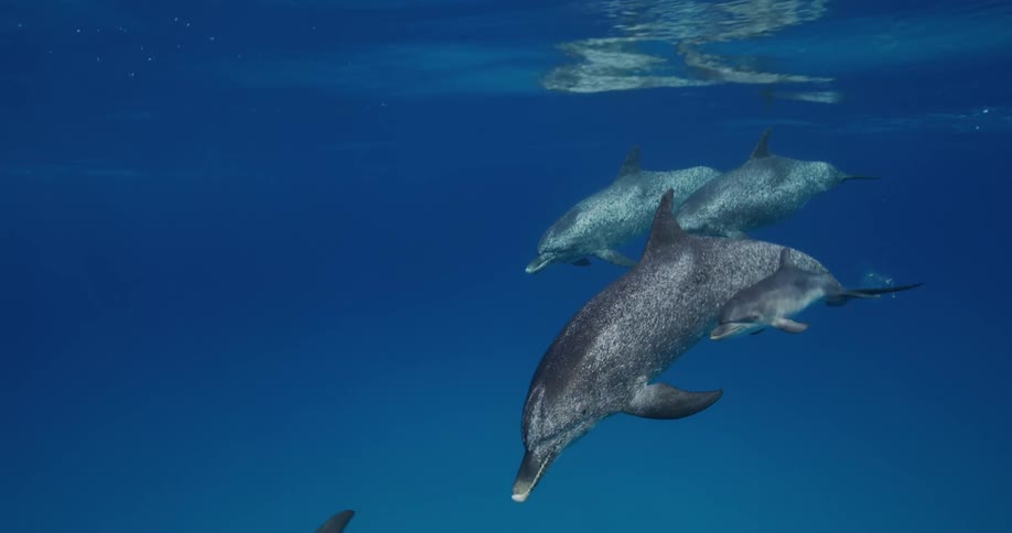 A group of dolphins swim under water with a baby dolphin close to its mother