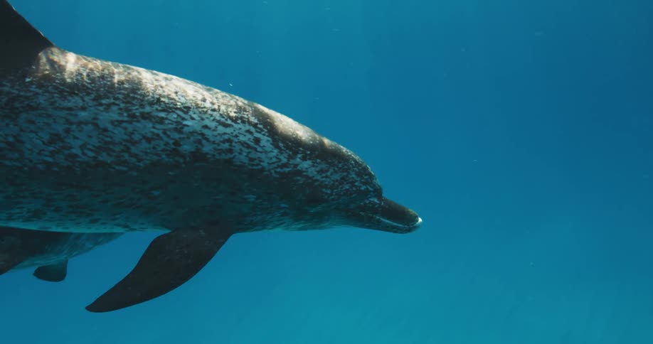 A group of dolphins swim just below the surface of a body of water during the day