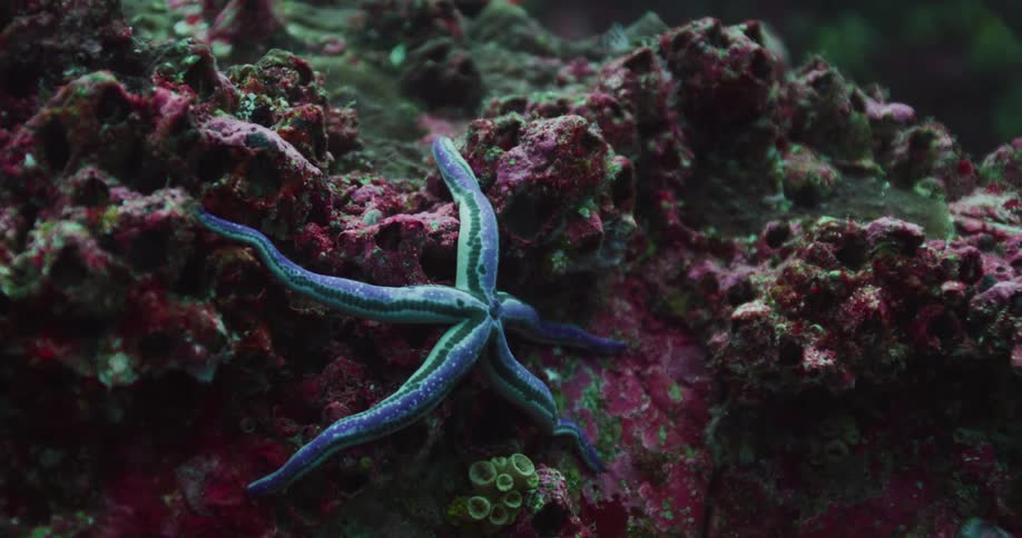A starfish rests on coral reef in the sea