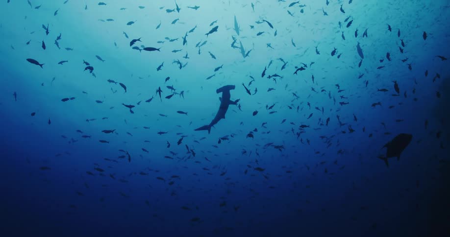 Sharks and fish are swimming under the ocean water