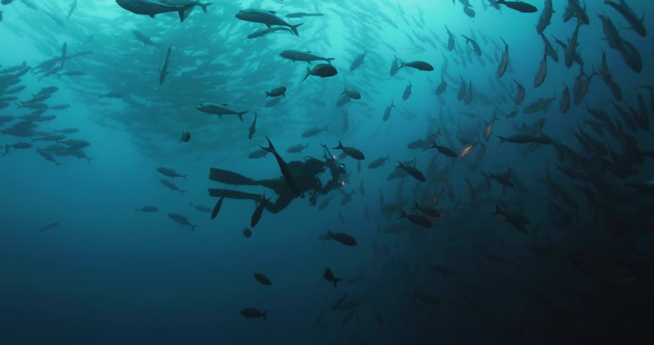 Scuba diver films a large shoal of fish on the blue ocean water