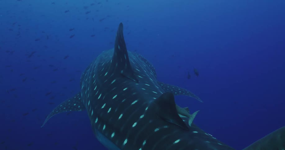 Underwater footage of a whale shark swimming on the deep blue ocean waters