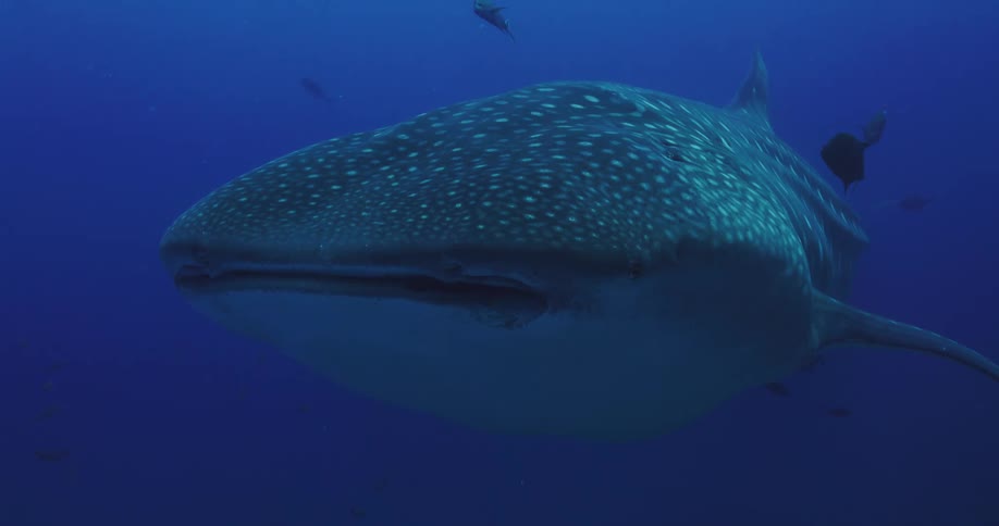 A large whale shark swimming in ocean water