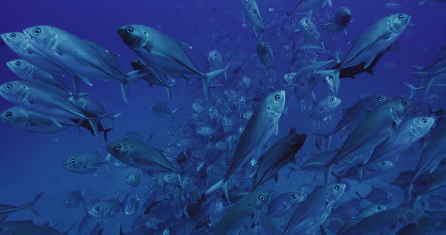 A large school of fish swim together