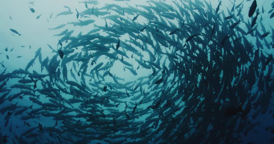 Fish swim in a circle above