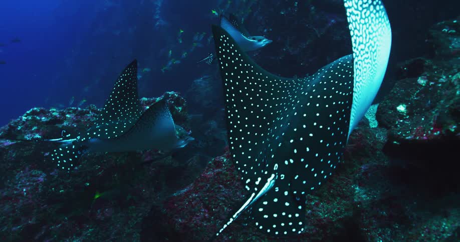 A school of Spotted Eagle Rays swimming near an underwater rock wall in the blue ocean waters