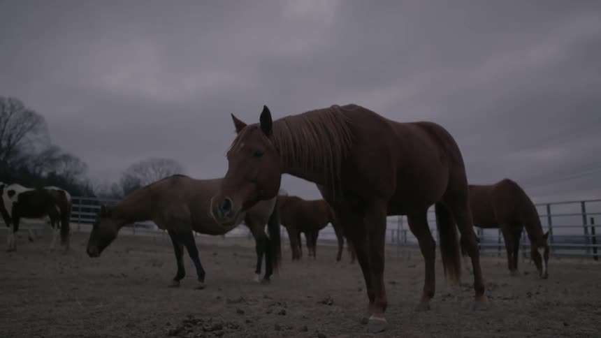 Horses graze on grass on a cloudy day