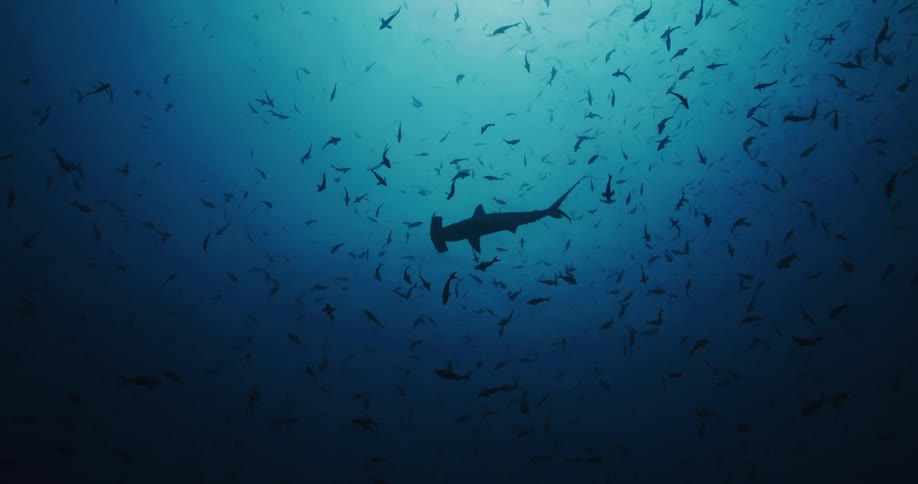 The hammerhead shark swims with fish