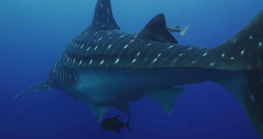 A large whale shark swimming in blue ocean water